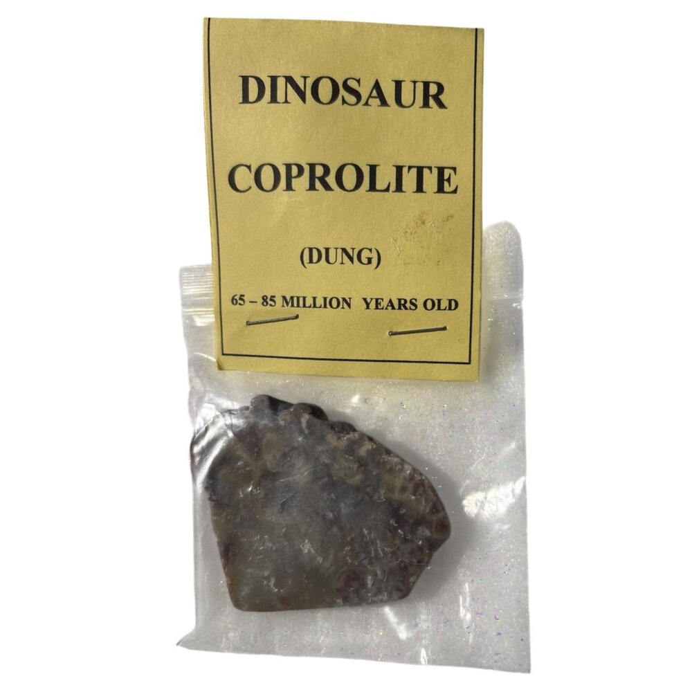 Dinosaur Coprolite (Dung) Fossil 65-85 Million Years Old